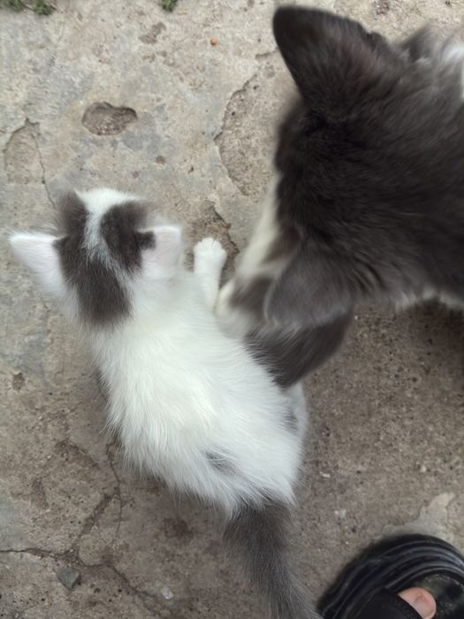 Отдам в добрые руки котята