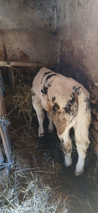 Vând viței belgian