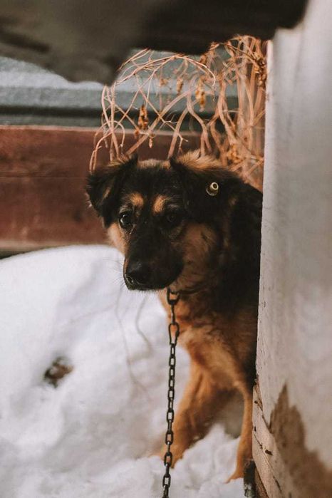 Собака в добрые руки