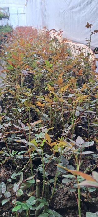 Саженцы Роза кошеттери