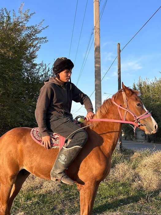 Таза  қанды  тай.