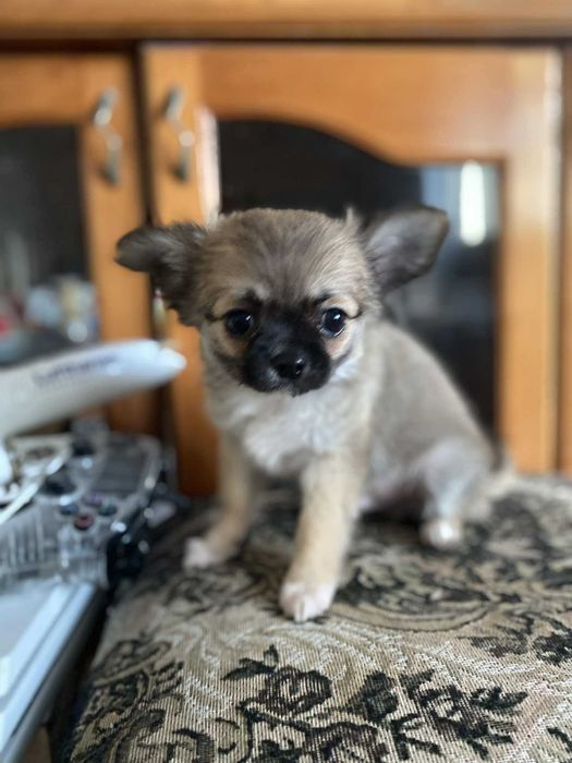 Чистокръвни Чихуахуа