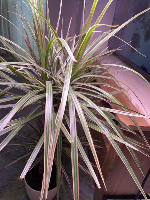 cort crestere plante - produse pentru Casa si gradina | OLX.ro