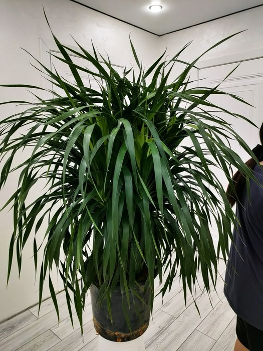 Цветы, растения. Доставка