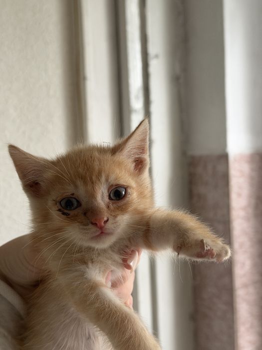 Отдам котят в добрые руки