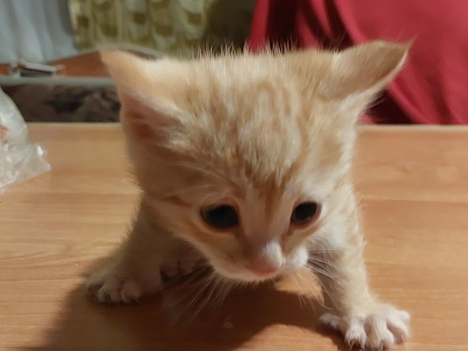 Рыжий кот самец 6 недель