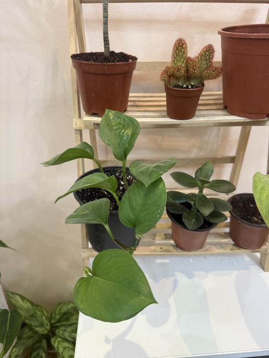 Набор из 6 цветов