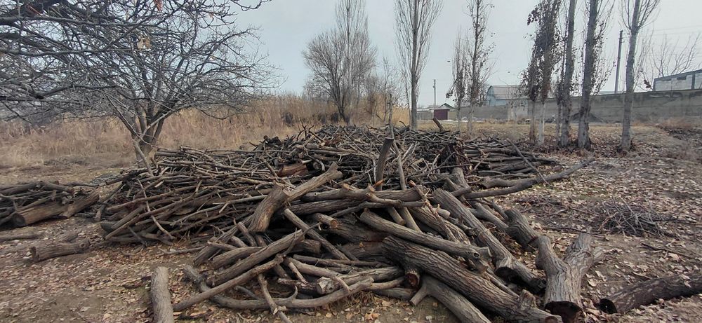 Отин бор курук 20 туп