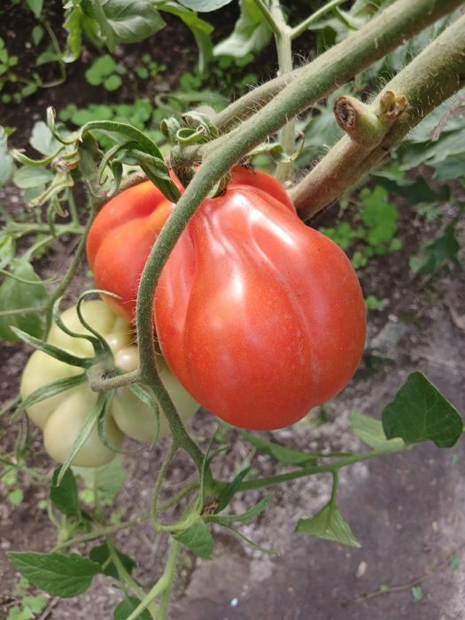 Продам помидоры домашние