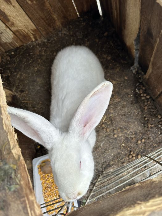 Iepuroaice faine gestante