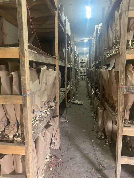 Тюльпаны цветы !