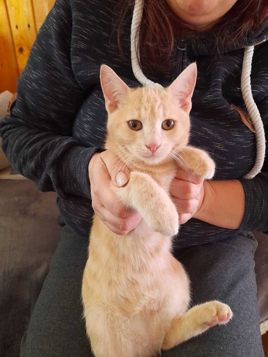 Котенца от Каварна тирсят дом