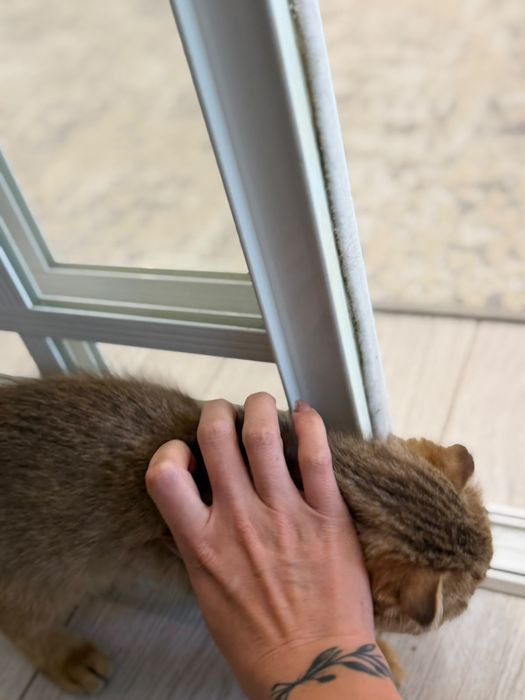 Шотландский котят