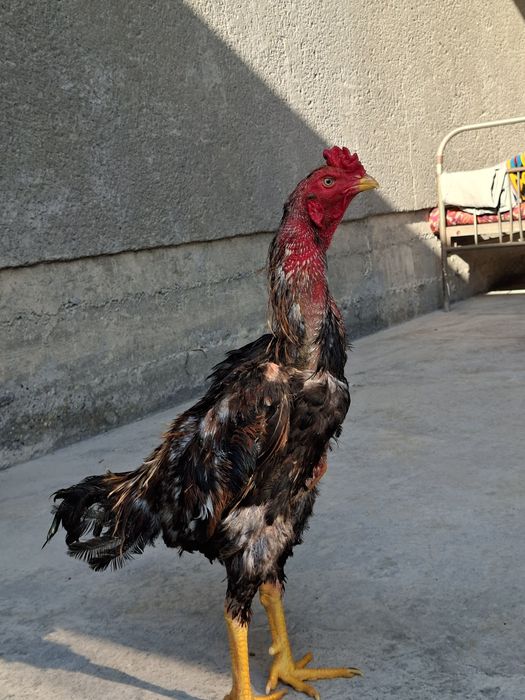 Jujamiz sotiladi qoni toza yapon shamo