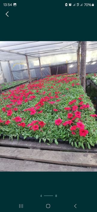 Продам петунию оптом