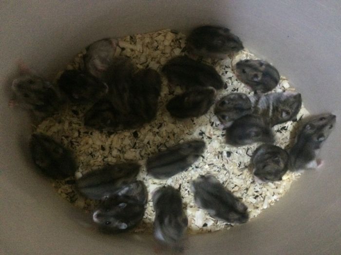 Хомяки домашние !