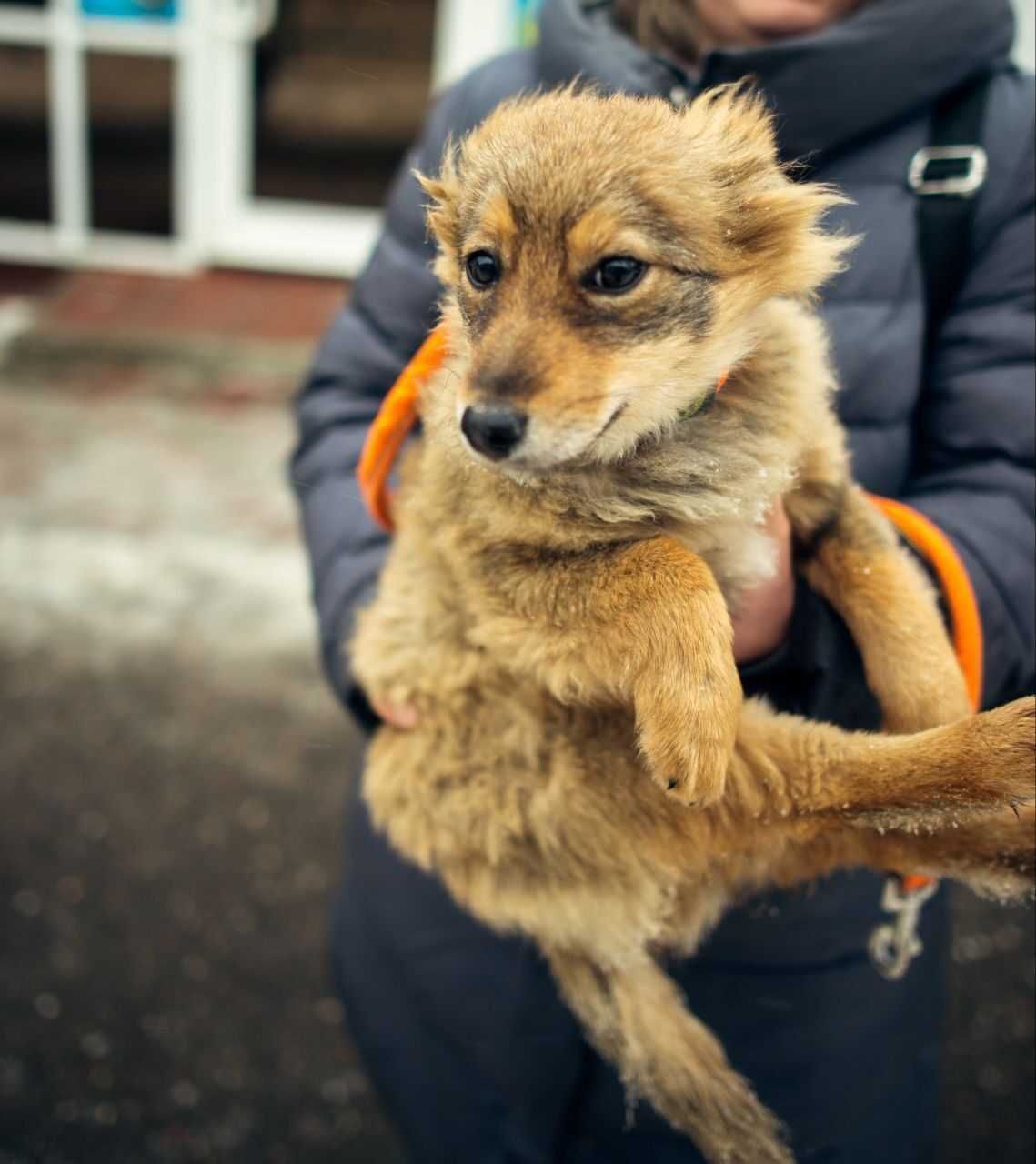 Срочно! Помощь! Собачки ищут дом: Бесплатно - Собаки Караганда на Olx