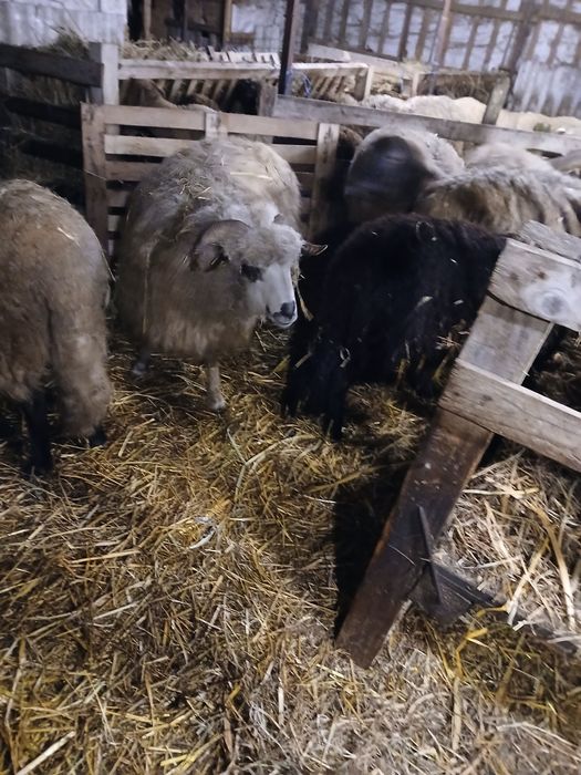 Vand 5 oi turcane de hateg