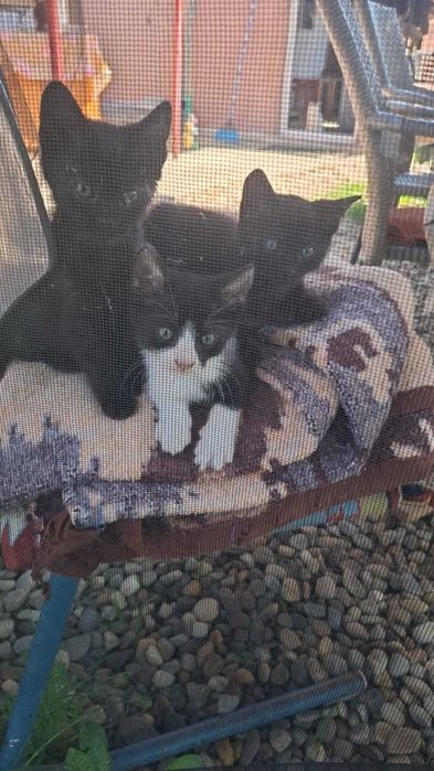 Pisici spre adoptie