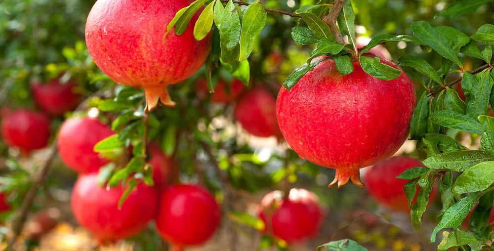 Данаксиз анор кўчатлари ишончли, сифатли ва хосилдор