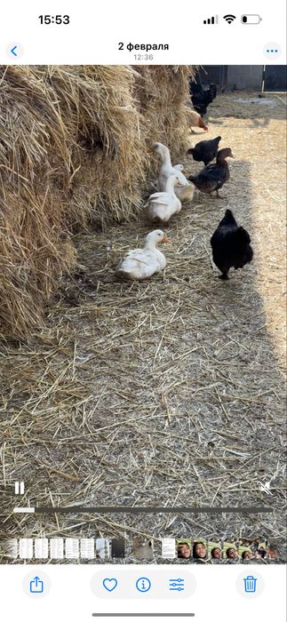 Продам уток пекинок