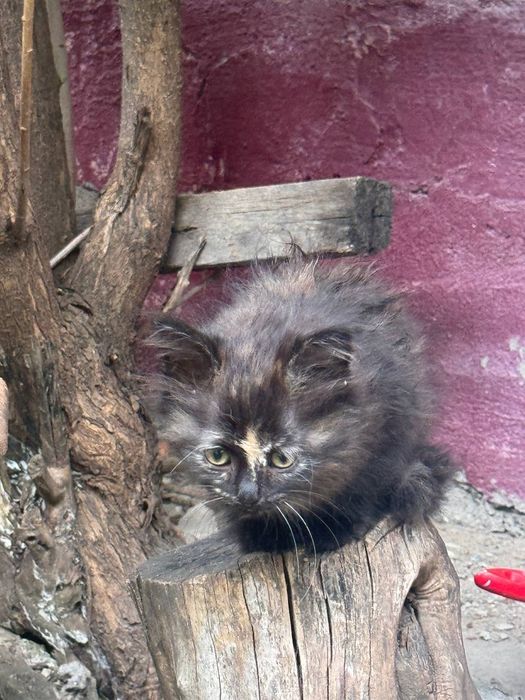 Срочно отдам котенка в добрые руки