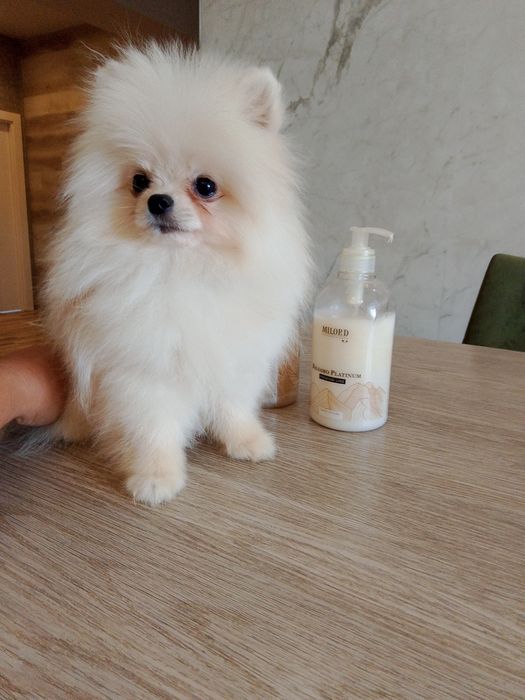 Померанский шпиц