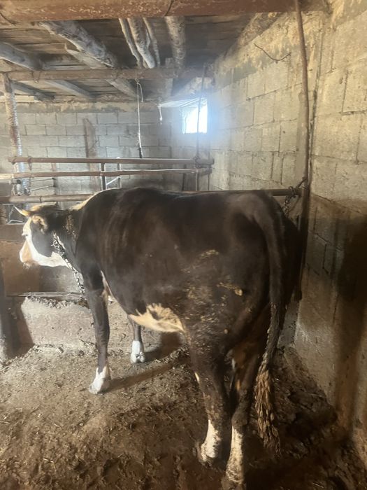 Семиз донежин сиыр сатам