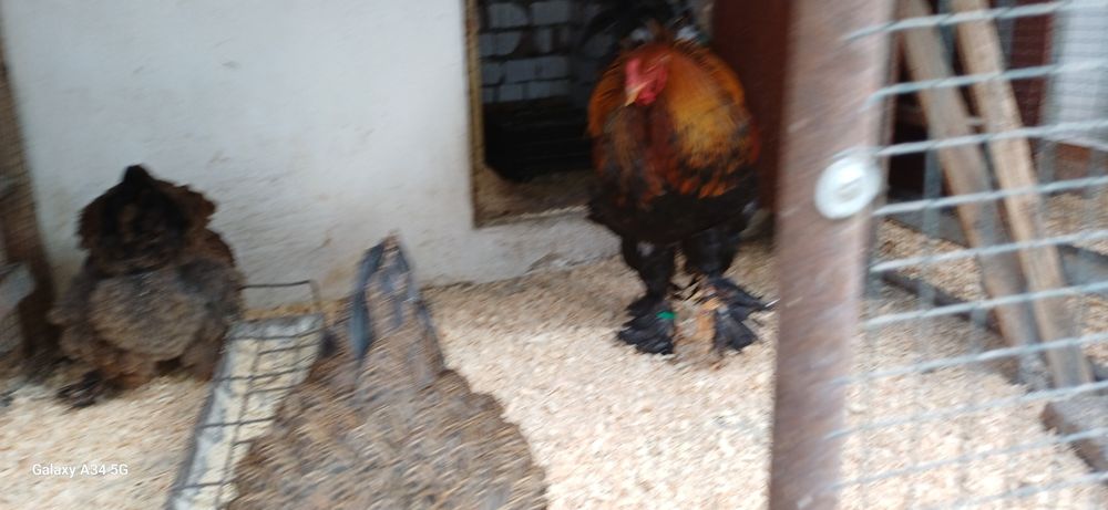 Oua Brahma Potarnichiu