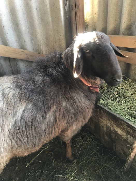 Продам кочкар каскелен