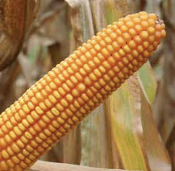 Vand porumb bob sticlos