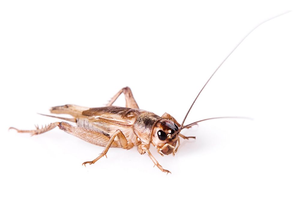 Кормовые сверчки