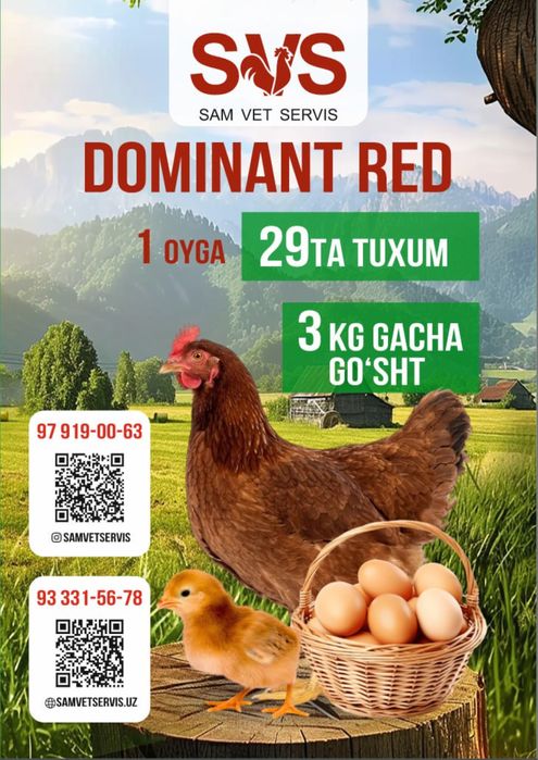 Dominant braun jujalari   tuxumlari sotiladi