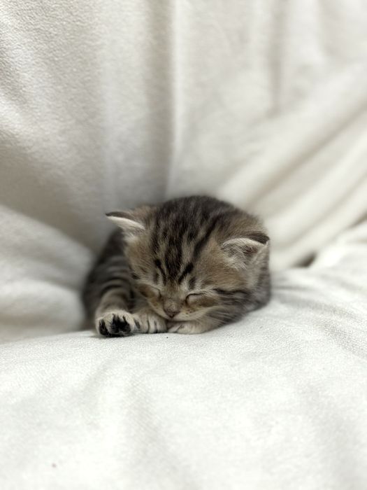 Вислоухие котята