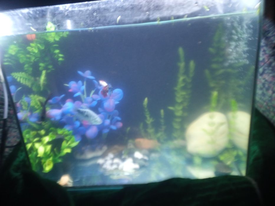 Декорации для аквариума /Akvaryum dekaratsiya