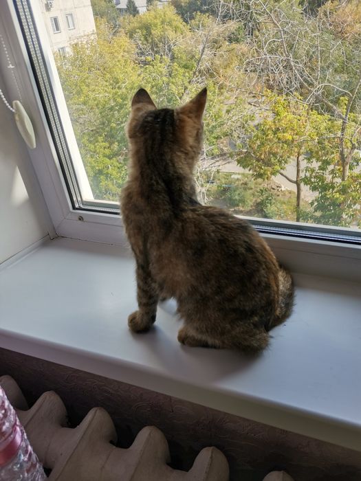 Котенок в добрые руки