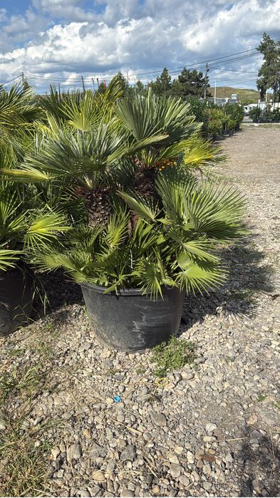 Palmieri rezistenti super oferta doar la 1200 lei cei din imagini