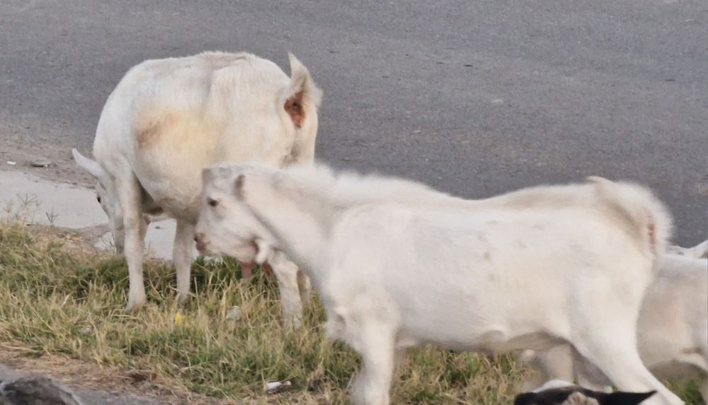 Ешкі сүті, козы молоко