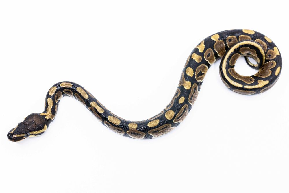 Pitoni Regali (Python Regius)