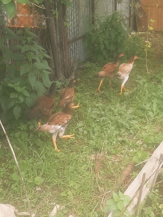 Продам курей бойцовы