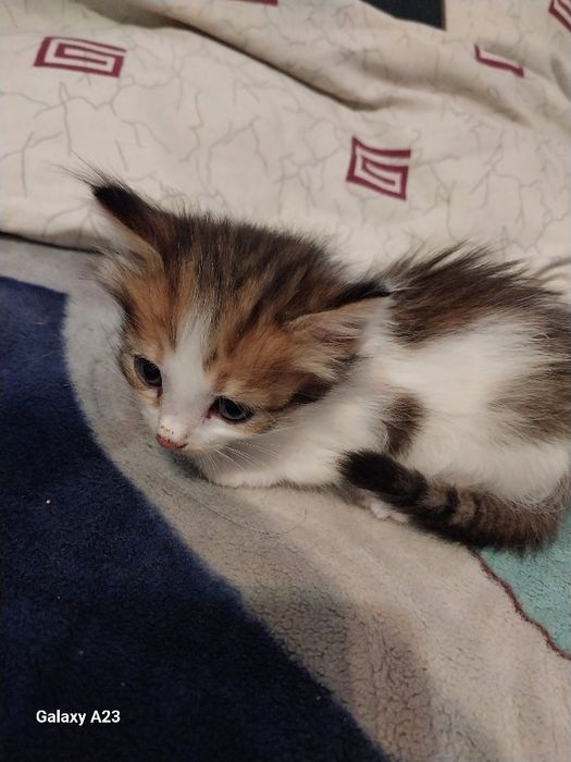 Отдам котят даром
