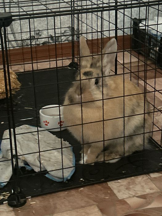 Продаю декоративного кролика,самка