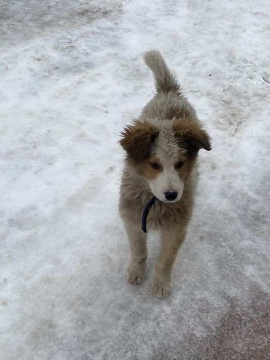 Щенок, пес, пёс, собака, собачка