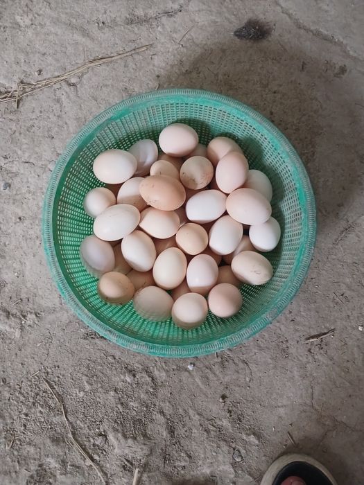 Uy Tuxum sotiladi