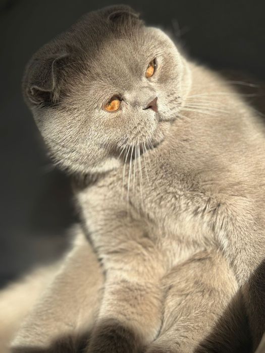 Scottish Fold Lilac – Motan pentru montă