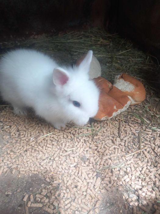 Iepurași pitici cap de leu rasă pură