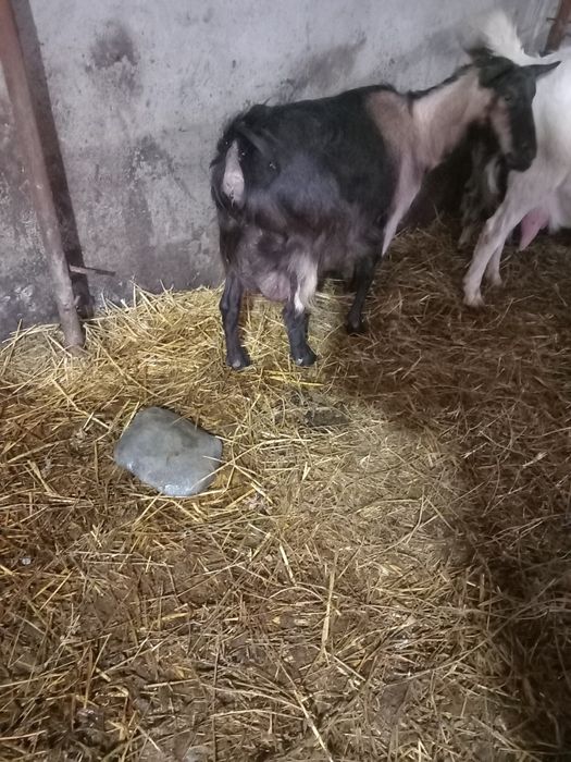 Vând 2 capre bune de lapte