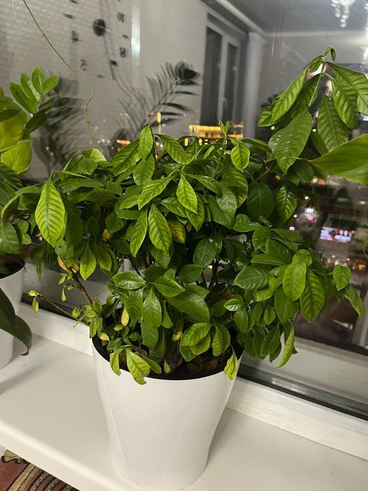 Цветы для уюта вашего дома