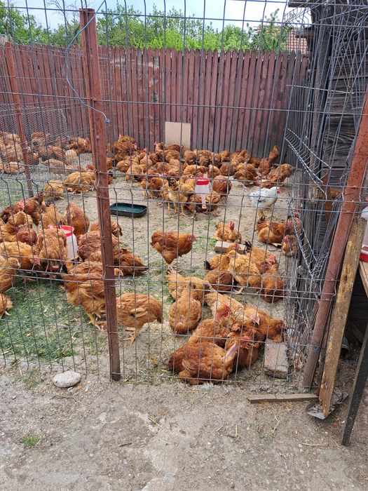 Cocoși și gaini de tara