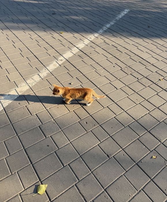 Отдам котят в добрые руки